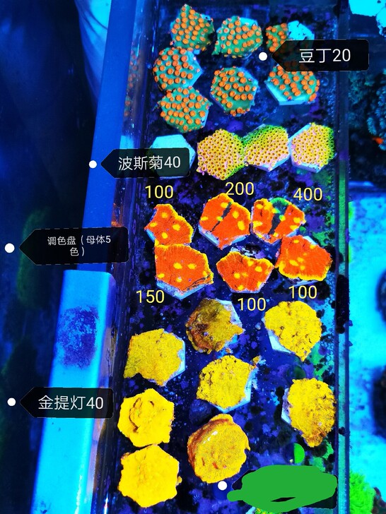 调色盘 瓦片 微孔 豆丁 波斯菊 马蹄花 ...