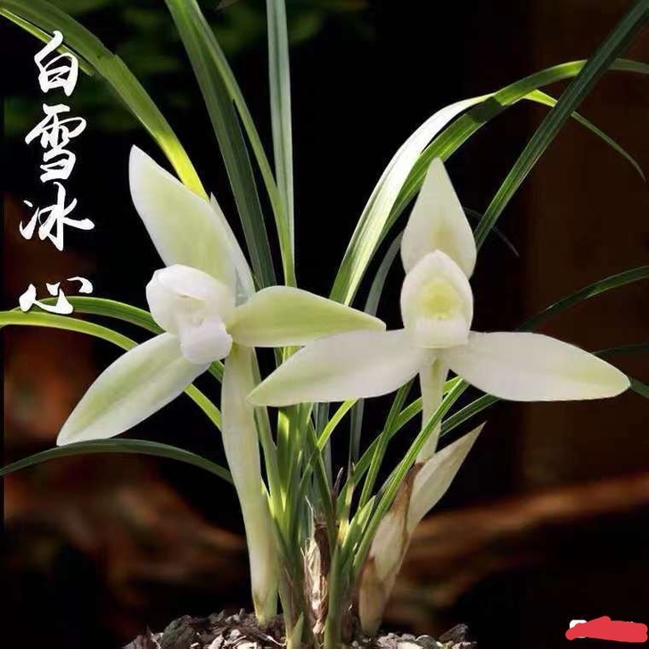 带花苞 春兰白雪冰心,8苗2花苞。一物一拍...