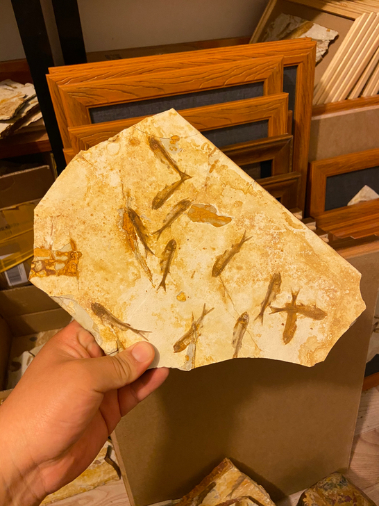 精品辽西狼鳍鱼化石群鱼化石