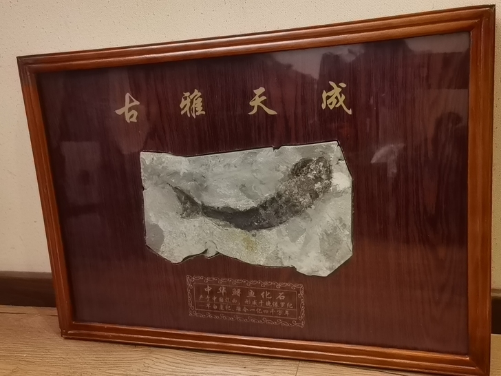 中华鲟鱼化石61*42