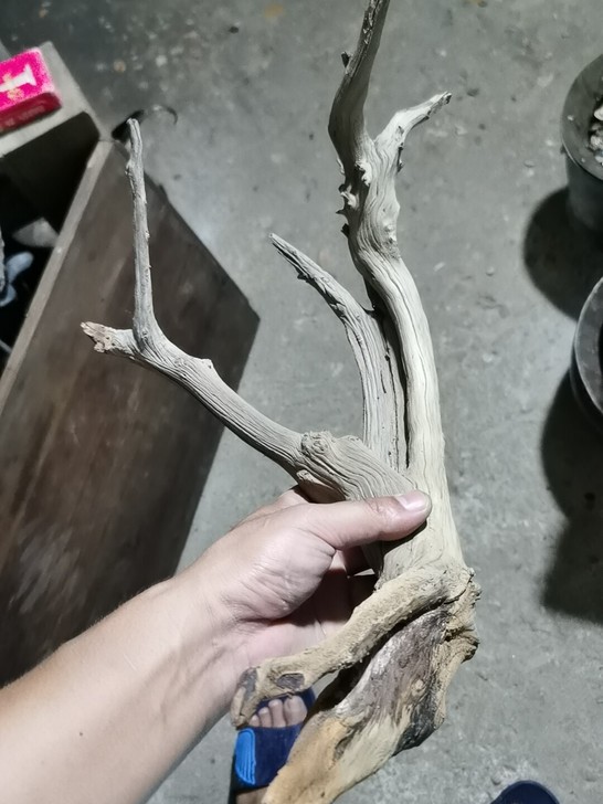 太行崖柏一棵,以前托朋友买的,懒得打磨也没...