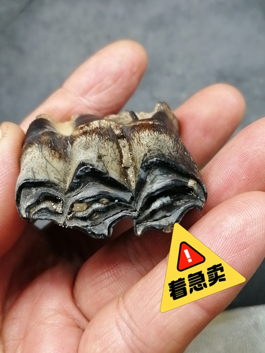 奇石~(老化石牙) 自己捡的,化石,不清...