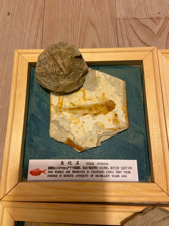 精选1515厘米单鱼化石 28圆一个随机发，