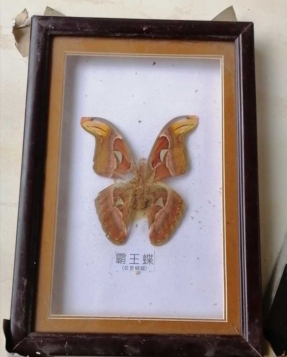 霸王蝶标本相框低价出售
