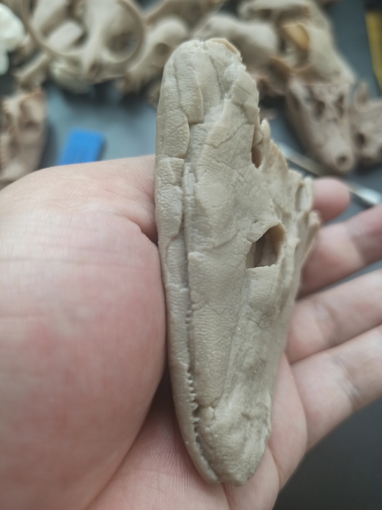 化石复制品    某种像鱼的爬虫类
