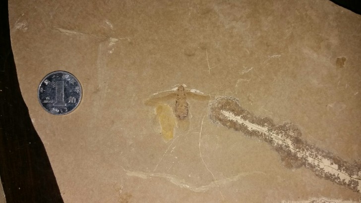 昆虫化石蜚螊化石，对开，化石还可以继续修，...
