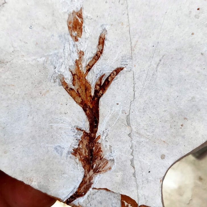 植物化石,六公分