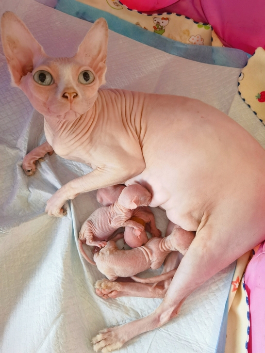 自家散养无毛猫,刚出生三只,矮脚母一只,矮...