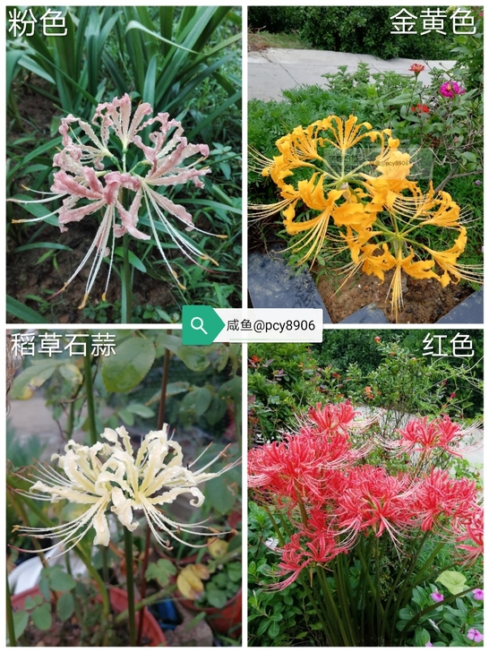 长期大量出售红色粉色金黄色稻草石蒜彼岸花,...