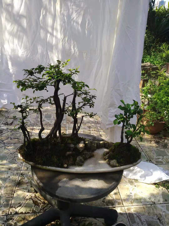 金弹子盆景20年