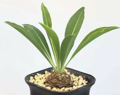 城南别院 大戟科 铁甲丸(实生)又名...