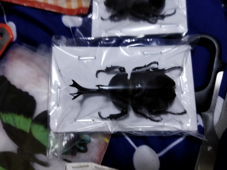 昆虫标本，楸甲，甲虫等等