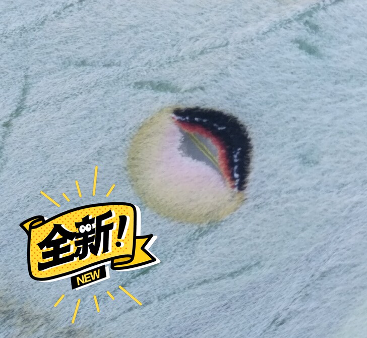 昆虫标本大蚕蛾绿尾大蚕蛾标本品相A1