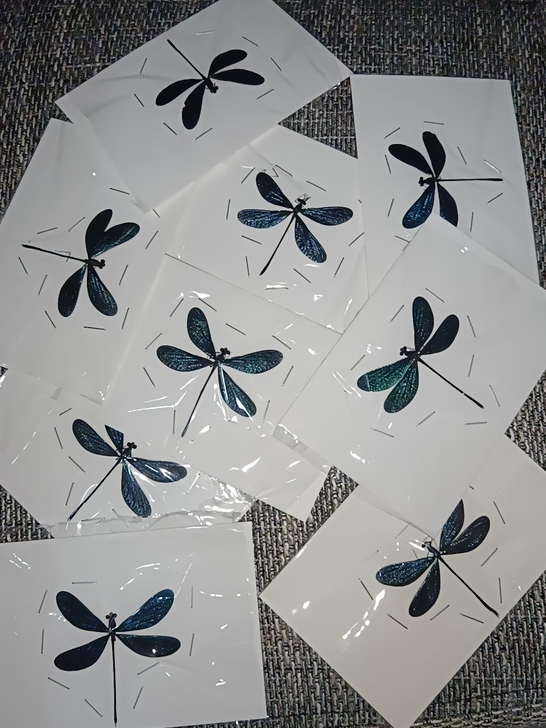蟌标本  暗溪色蟌 展翅品