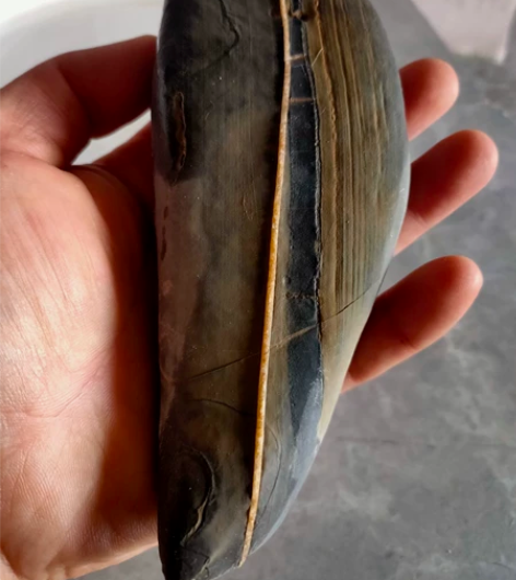 一脉镶成一一灵璧小石手把镇纸，可视频。 天...