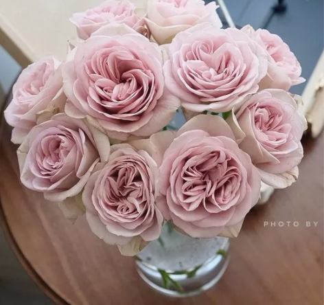 巴黎圣母院,特别的灰紫色,花瓣厚实,根接大...