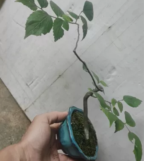 朴树,长飘 感兴趣的话点“我想要”和我私聊...