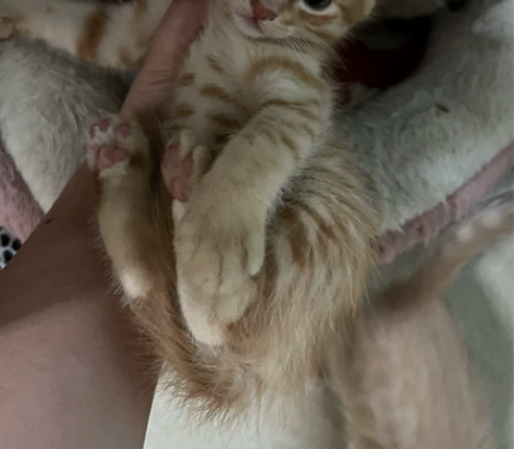 猫咪小偿领养，自家猫下的非常活泼聪明，找一...