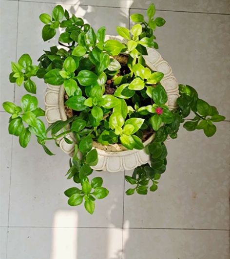 牡丹吊兰含欧式花盆 花盆10寸，高度37c...
