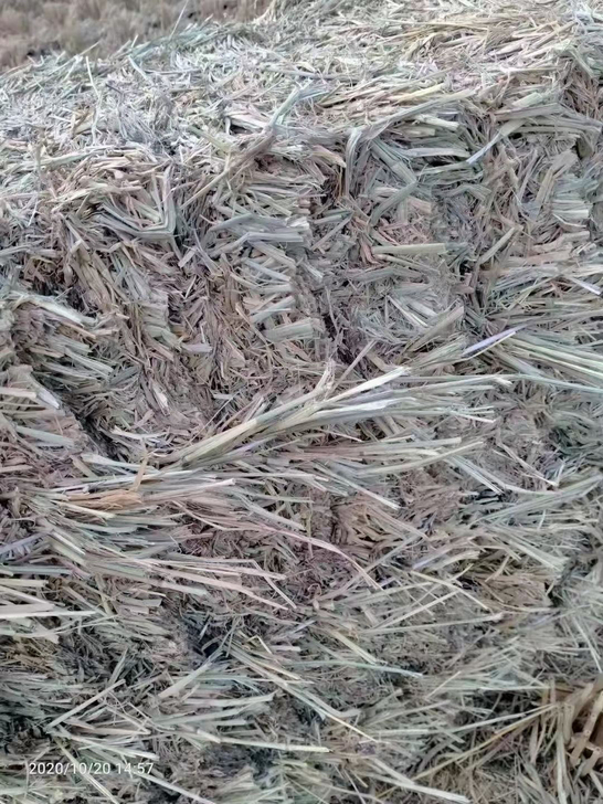 东北海斯顿小包稻草大量有货