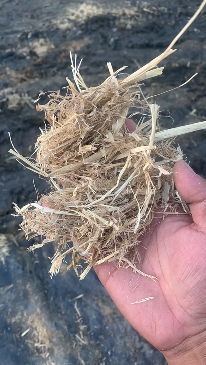柔丝稻草