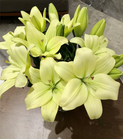 绿色亚百合(童年):清新的抹茶绿 多头10...