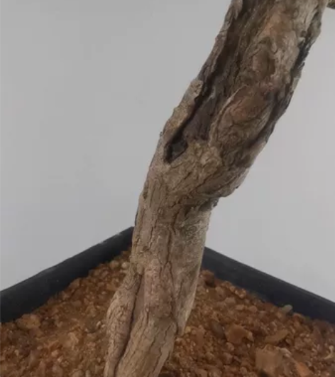 水杨梅小老桩  临水飘枝  非常苍老 感兴...