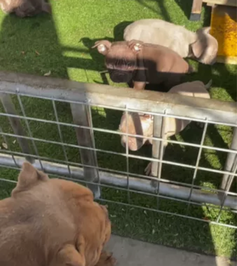 一群小恶霸犬憨憨,非常可爱的家庭伴侣犬。性...