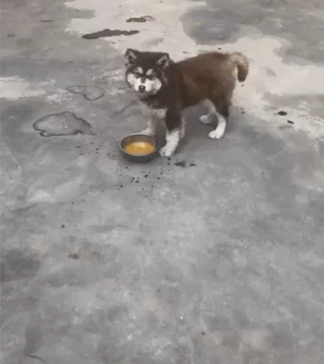不是卖狗！！！看清楚  因回家外出无法照顾...