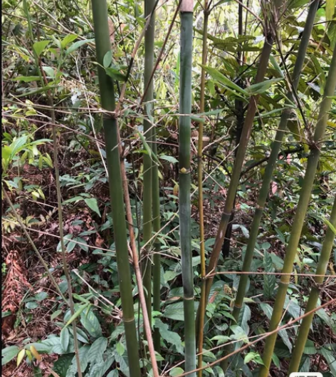 欧阳修故里山里竹料,竹子,竹鞭,可做笛子,...