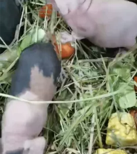 迷你小河马无毛猪豚鼠家庭繁殖,公母都有哦!...