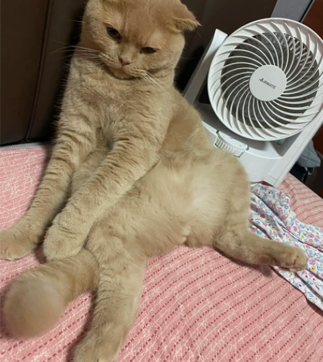 小学在职老师,喂养猫咪多年,有爱心,有耐心...