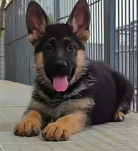 自家养的德牧幼犬，2个月多月的德牧幼犬 德...