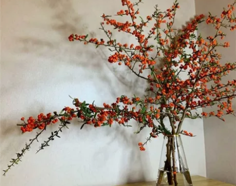 插花 鲜花 喜庆 火棘 70cm2支 两支...