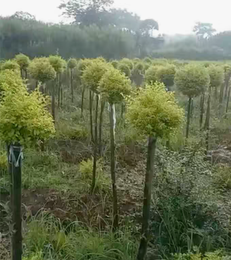 包邮绿化苗木/多杆亮晶球/棒棒球 大量现货...
