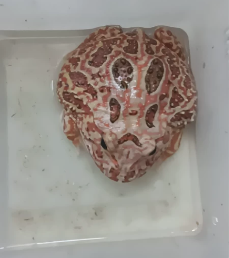 血丝原色角蛙,从小养到大的,该开学了,学校...